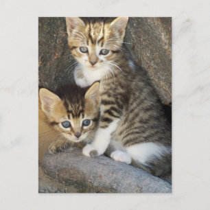 Siblings Postcard