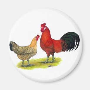 Sicilian Buttercup Chickens Magnet