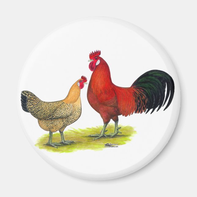 Sicilian Buttercup Chickens Magnet (Front)