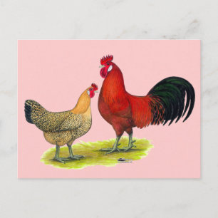 Sicilian Buttercup Chickens Postcard