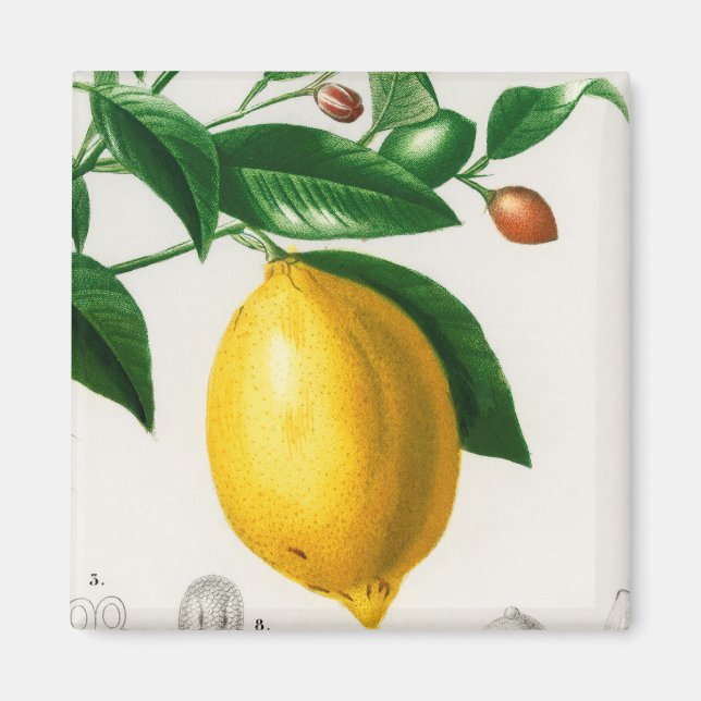 Sicilian lemon magnet (Front)