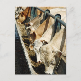 Sicily, Italy Postcard