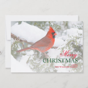 Side angle Northern Cardinal male in Juniper tree Holiday Card