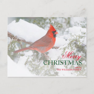 Side angle Northern Cardinal male in Juniper tree Holiday Postcard