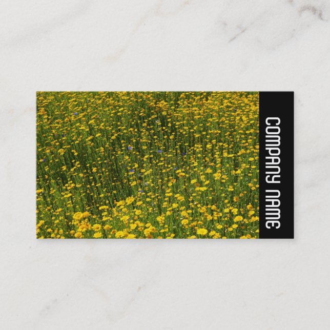 Side Band -  Bed of Yellow Daisies Business Card (Front)