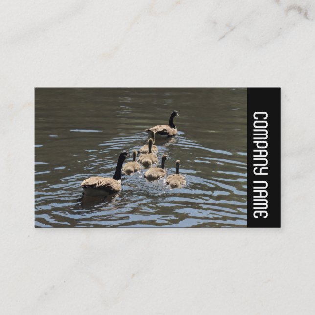 Side Band -  Canada Geese with Goslings Business Card (Front)