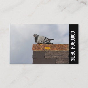 Side Band - Good Morning Pigeon Business Card
