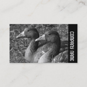 Side Band - Greylag Geese B&W Business Card