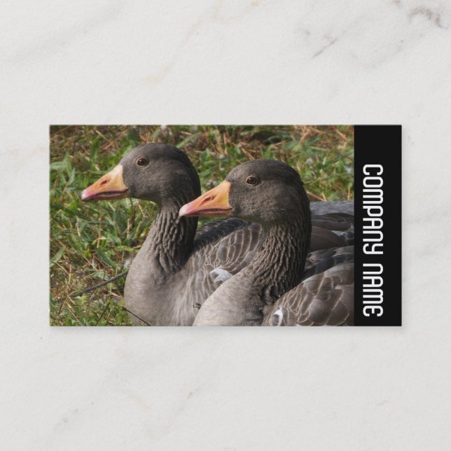 Side Band - Greylag Geese Business Card (Front)