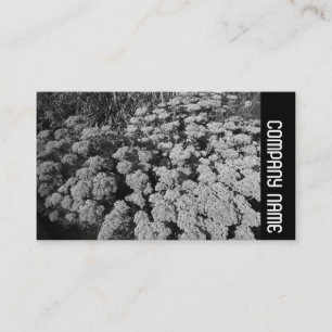 Side Band - Sedum "Autumn Joy" Business Card