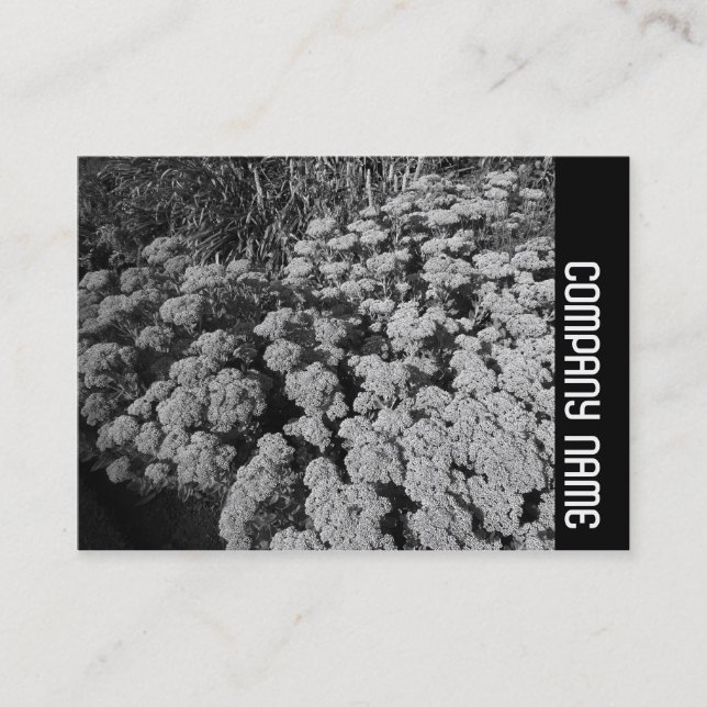 Side Band - Sedum "Autumn Joy" Business Card (Front)