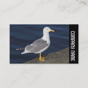Side Band - Yellow-Legged Gull Business Card