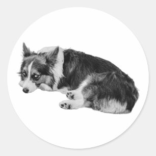 Side-Eye Corgi Fun Classic Round Sticker