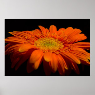 Side On Gerber Poster