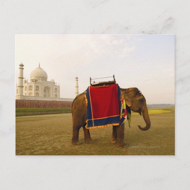 Side profile of an elephant, Taj Mahal, India Postcard (Front)