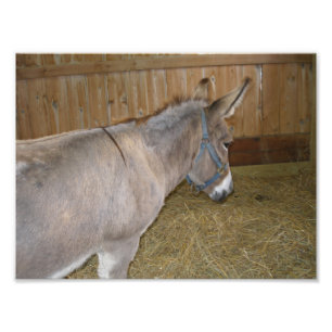 Side View of a Donkey at a County Fair Photo Print
