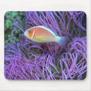 Side view of a pink anemone fish, Okinawa, Japan Mouse Mat