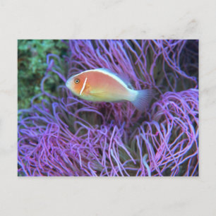 Side view of a pink anemone fish, Okinawa, Japan Postcard