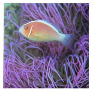 Side view of a pink anemone fish, Okinawa, Japan Tile