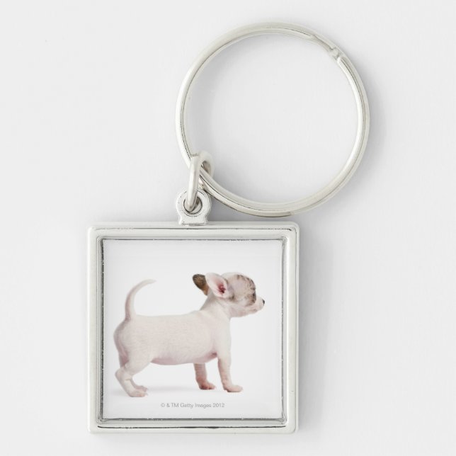 Side view of Chihuahua Puppy (10 weeks old) Key Ring (Front)