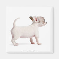 Side view of Chihuahua Puppy (10 weeks old)