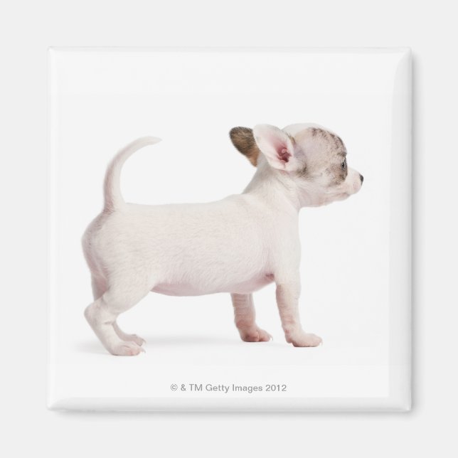 Side view of Chihuahua Puppy (10 weeks old) Magnet (Front)
