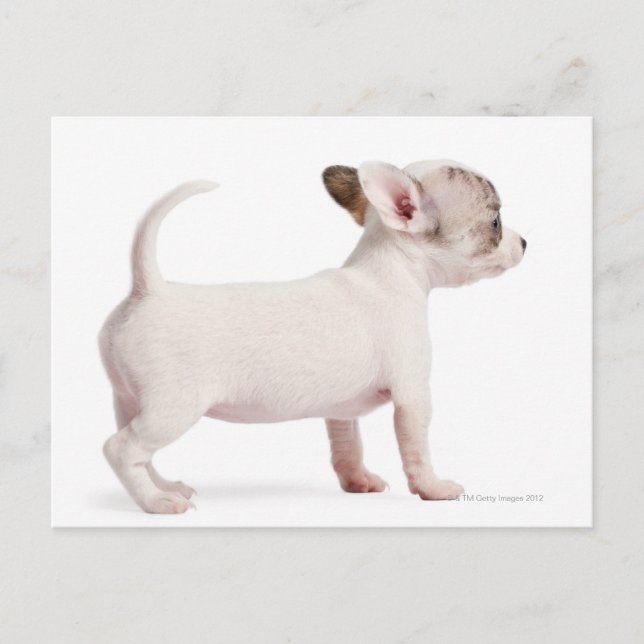 Side view of Chihuahua Puppy (10 weeks old) Postcard (Front)