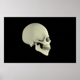 Side View Of Human Skull Poster