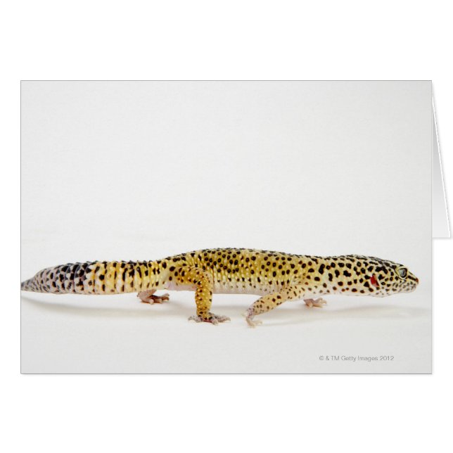 Side view of leopard gecko lizard (Front Horizontal)