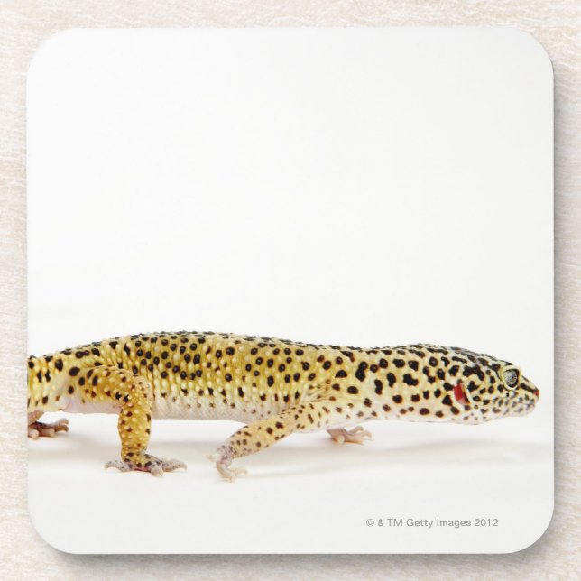 Side view of leopard gecko lizard coaster (Front)