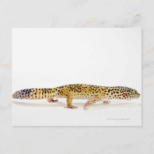 Side view of leopard gecko lizard postcard (Front)