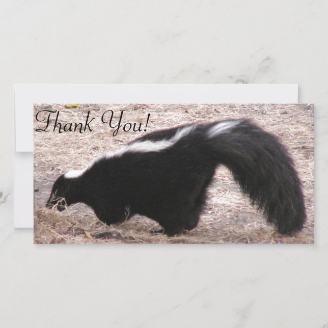 Side View of Skunk Near Rocks And Bedding Thank You Card (Front)
