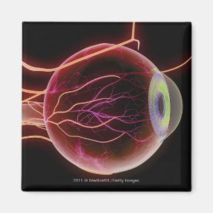 Side view of the blood vessels of the eye magnet