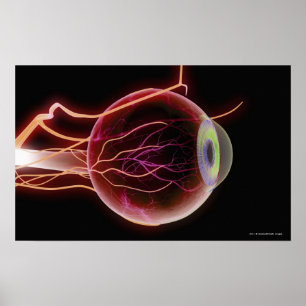 Side view of the blood vessels of the eye poster