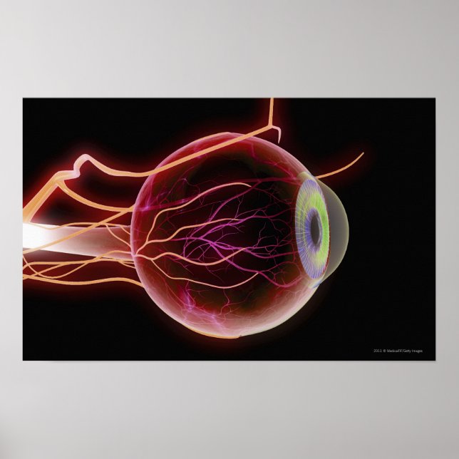 Side view of the blood vessels of the eye poster (Front)