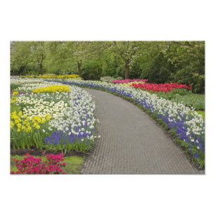 Sidewalk pathway through tulips and daffodils, 2 photo print