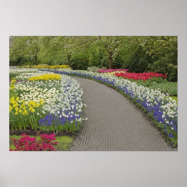 Sidewalk pathway through tulips and daffodils, 2 poster (Front)