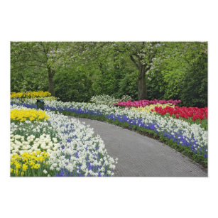 Sidewalk pathway through tulips and daffodils, photo print