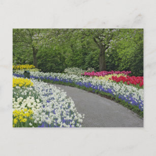 Sidewalk pathway through tulips and daffodils, postcard