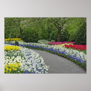 Sidewalk pathway through tulips and daffodils, poster