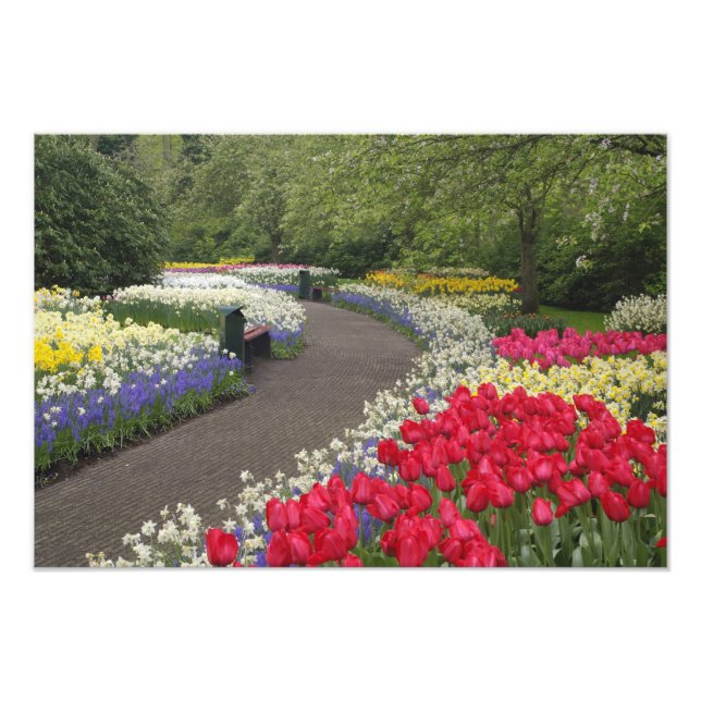 Sidewalk through tulips, daffodils, and photo print (Front)