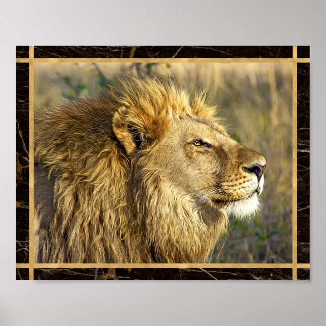 Sideway Lion Photo Image Print Poster (Front)