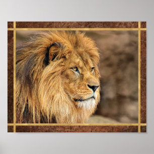 Sideway Lion Photo Poster