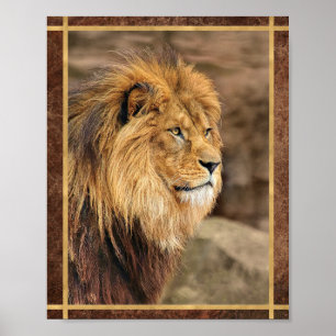 Sideway Lion Photograph Poster