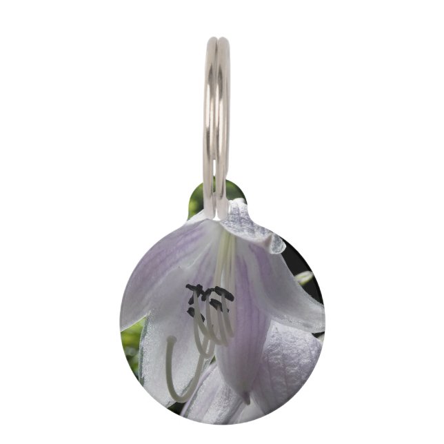 Siebold's Plaintain Lily Pet Tag (Front)