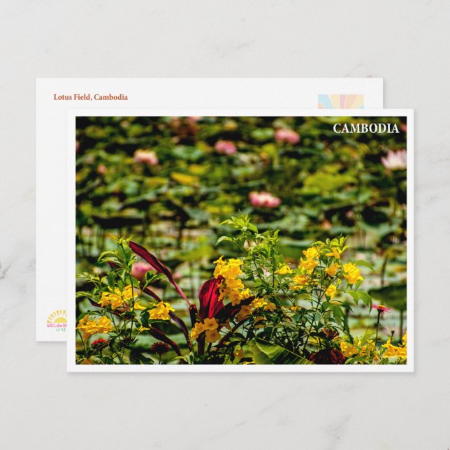 Siem Reap Lotus Field Cambodia Postcard (Front/Back)
