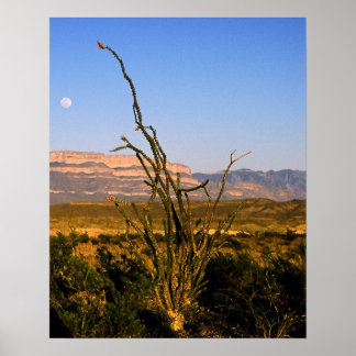 Sierra del Carmen Octillo Poster