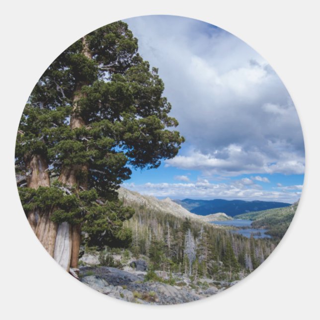 Sierra Juniper and Evergreen Trees 2 Classic Round Sticker (Front)