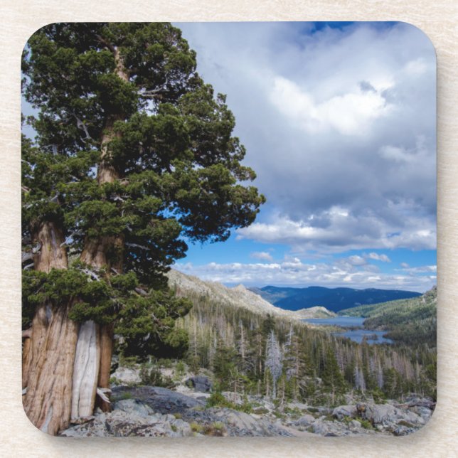 Sierra Juniper and Evergreen Trees 2 Coaster (Front)