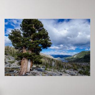 Sierra Juniper and Evergreen Trees 2 Poster